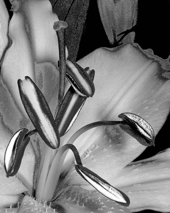 Lilium